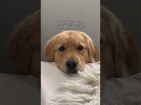 The best whisper alarm clock ⏰ #puppy #dogshorts #goldenretriever #dogs #puppies #morningroutine