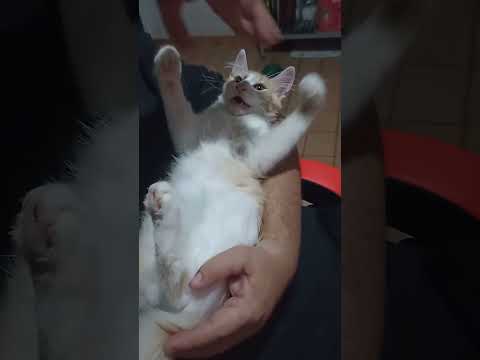 Gatinho brincando no colo