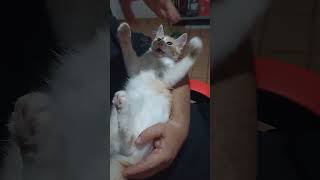 Gatinho brincando no colo