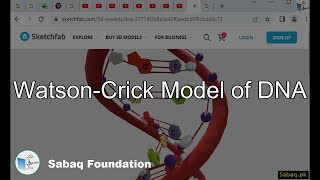 Watson-Crick Model of DNA