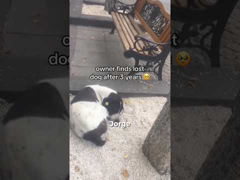 Owner finds lost Dog after 3 years😢#fyp #dog #cute #love #pets #animals #shorts #trend #jabayrante