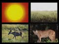 Exploring Food Chains and Food Webs