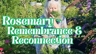Rosemary - Remembrance & Reconnection