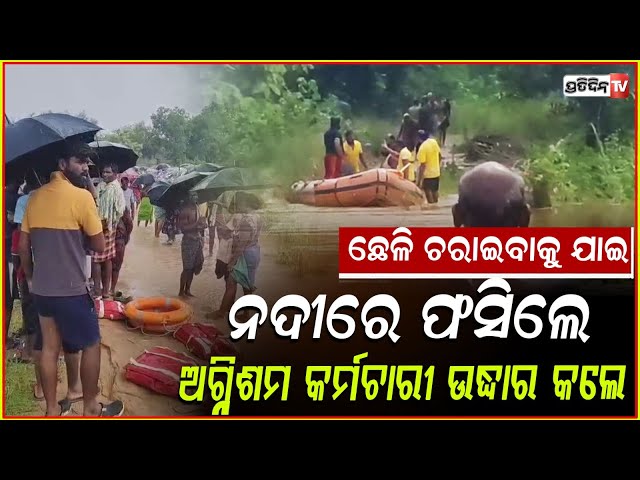 ଛେଳି ଚରେଇବାକୁ ଯାଇ ବନ୍ୟା ଜଳରେ ଫସିଗଲେ ମହିଳା!Woman gets stuck in floodwater while grazing goats!