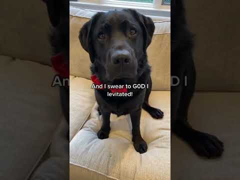 Dog EATS 400 TREATS and ends up at the Vet!! ? #shorts