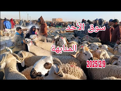 مباشره من سوق الأحد المنابهة باقليم مراكش بتاريخ 2025/2/9 مع أتمنة حوالي ديال العيد