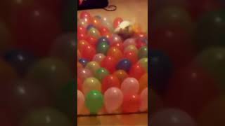 Jack Russell Puppy Attacks Balloons #shorts