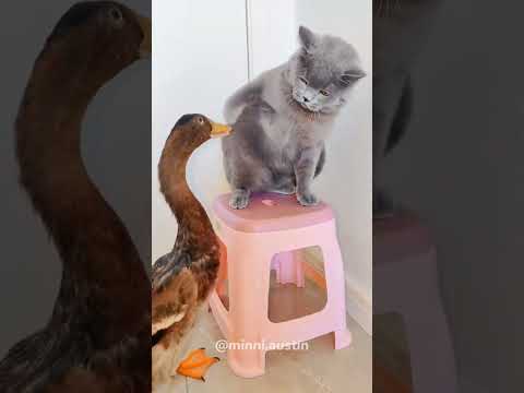 Cat VS Duck.#cat #kitten #funnycat #funnyanimals #funnypets