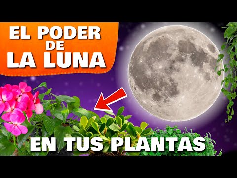 NO SABES ESTO de tus PLANTAS 🌙 Descubre el SORPRENDENTE PODER de la LUNA en HUERTO URBANO y JARDÍN