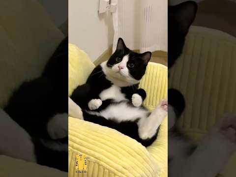 Funny Cat & Cute Kittens521π» #shorts #kucing #kucinglucu #funny #pet #cat #foryou #viral #viralvideo