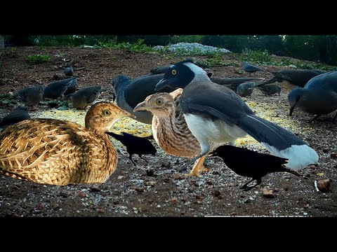 UM BANDO ENORME NO COMEDOURO DO CHÃO E MUITAS CANTORIAS DEPOIS DAS TROVOADAS