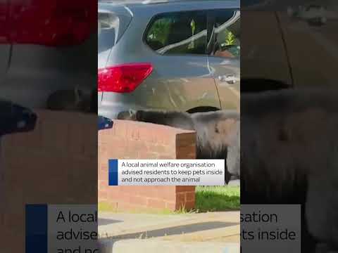 Bear roams around Virginia neighbourhood