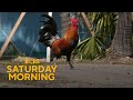 Key West's Feral Chickens Trivia