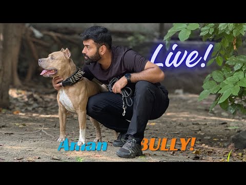 Aman and Bully is live 💖