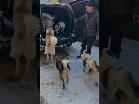 Прогулочка #funny #hunting #husky #собака #кабан #рыбалка #хаски #костер #животные #nature #humor