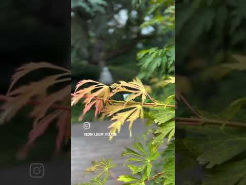 Images du temple zen et de la Ferme Kibo / Bilder des Zen-Tempels und des Kibo-Lebenshofs.