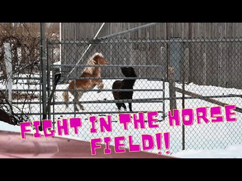 Fight In the HORSE Field!