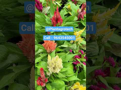 #plantproducts #gardenplants #garden #gardenflowers #flowers #plants #landscaping #landscape