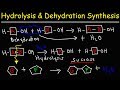 Dehydration Synthesis and Hydrolysis Concepts