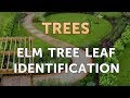 Identifying Elm Tree Characteristics