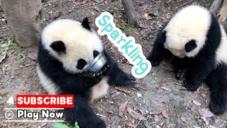 Not A Drop Left! The Bowl Is Sparkling Clean | iPanda