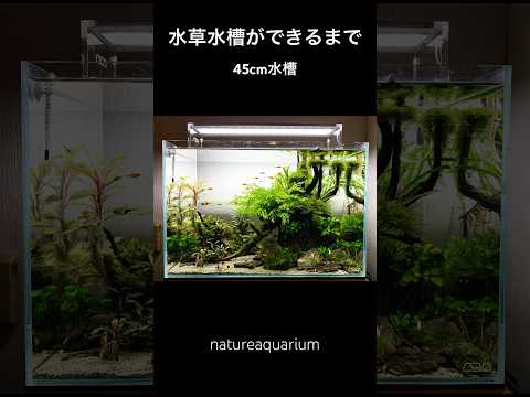 美しい水草水槽ができるまで 45cm水槽 create an aquarium #shorts #水草水槽 #アクアリウム #aquarium