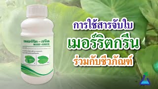 TAB Innovation:  การใช้สารจับใบเมอร์ริตกรีนร่วมกับชีวภัณฑ์