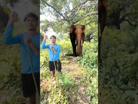 elephant attack 🦣🦣 #shorts #viral #trending #whatsappstatus #video