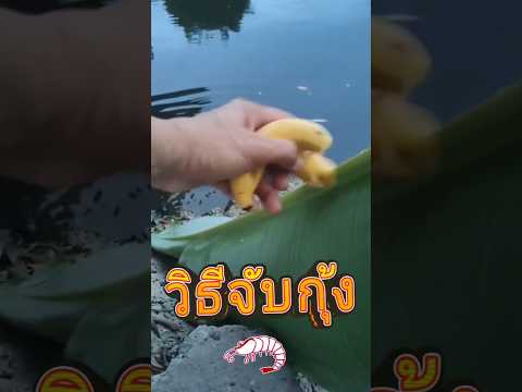 💥😱 วิธีจับกุ้ง ง่ายๆ ในประเทศไทย #youtubeshorts #youtubevideos #shorts