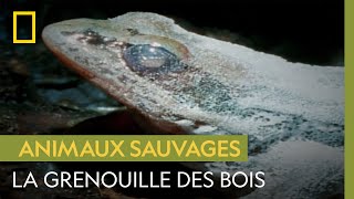 Cette grenouille se congèle littéralement pour survivre à l'hiver