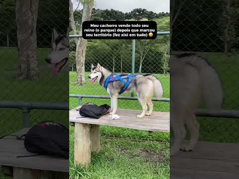 ESSA É A LÓGICA CANINA: