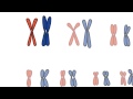 Key Concepts of the Cell Cycle