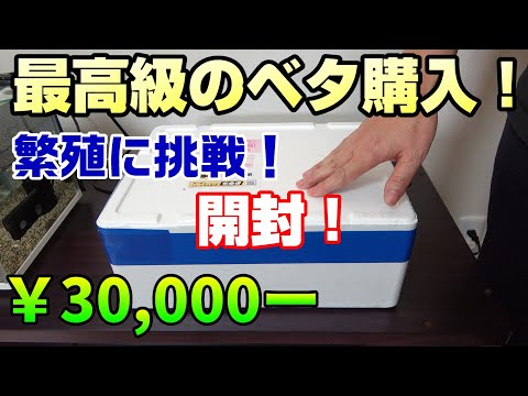 【高級熱帯魚】30,000円のベタ購入！開封します！ベタの繁殖season6