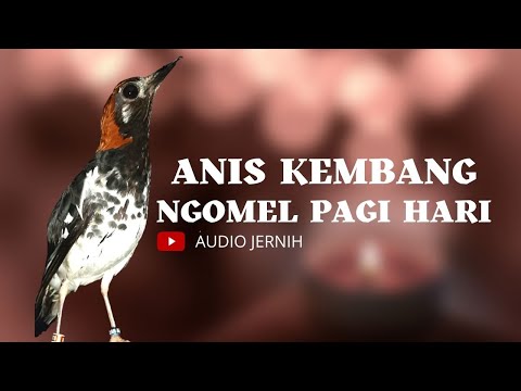 ANIS KEMBANG , PUNGLOR KEMBANG , NGEPLONG DENGAN KOMBINASI NGECIS BETINA BINAL