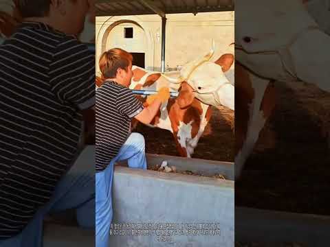 수의사의 절실한 <strong>구조</strong> 작업 🐂