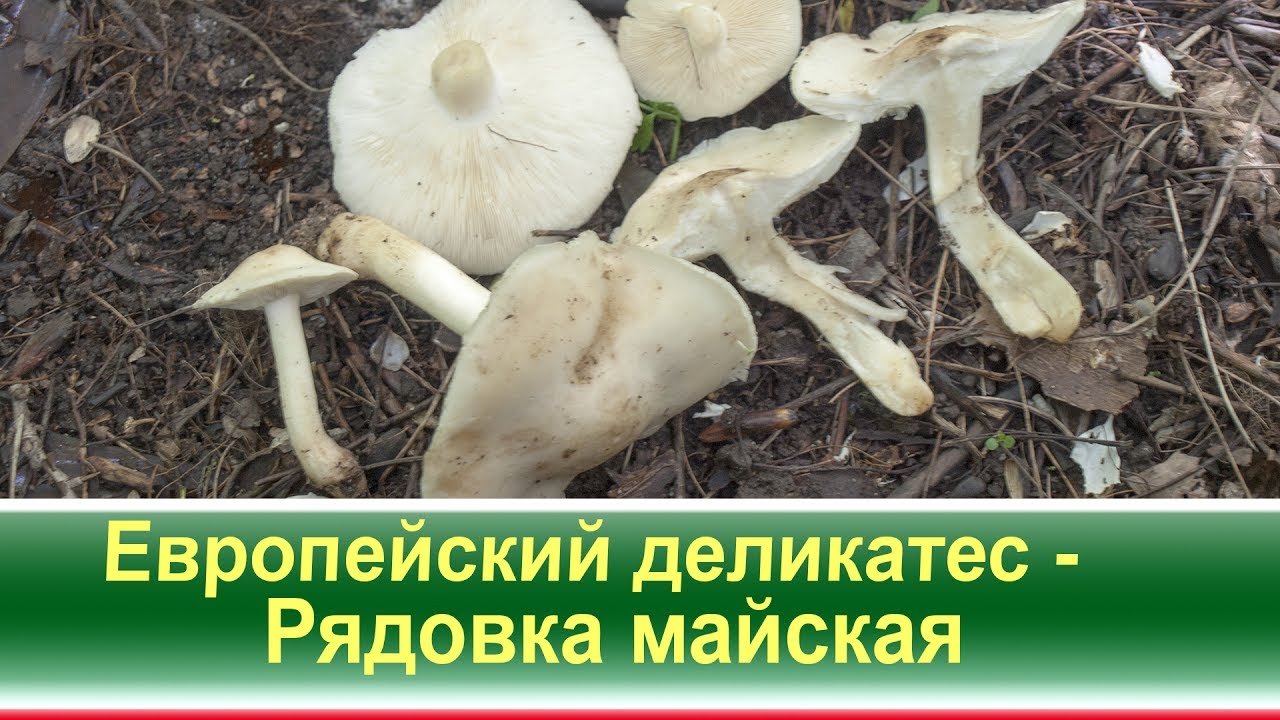 Европейский деликатес - Рядовка майская (лат. Calcybe gambsa)
