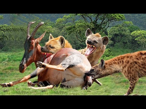 Poor Mother Calf Fights Crazy With Herd Of Hyenas Who Are Trying To Attack Baby Calf Without Mercy