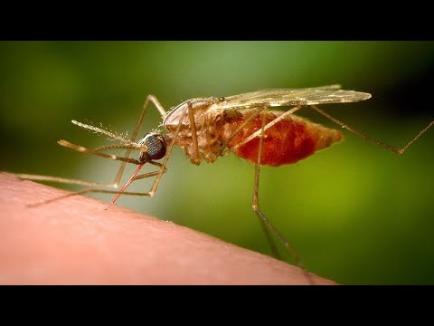 YouTube video thumbnail: China Reports Thousands of Chikungunya Cases Amid Outbreak of Mosquito-Borne Virus