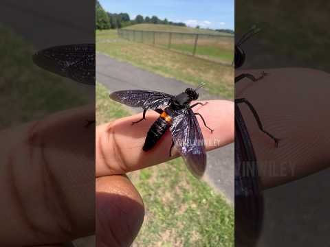 HUGE Wasp-Looking Insect!!!