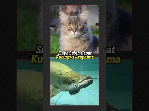 Video Yang Harus di Lihat Sekali Seumur Hidup! #kucinglucu #hewanunikdanmenarik