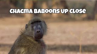 Chacma Baboons Up Close | Wild Facts from Kruger National Park