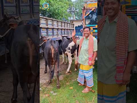 কেন কেনা দাম বলছেন না?? #cow #meatmarket #cattleworld #bull #bullfarm #shortvideos #animals #farming