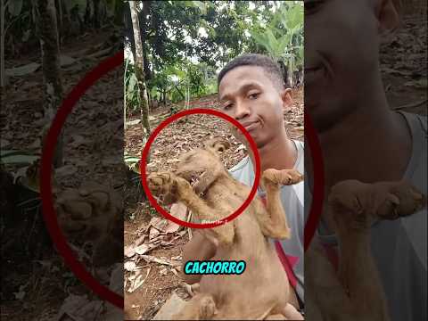 Esse cara é o mais azarado do mundo 😭😰 #cachorro #viral #shorts