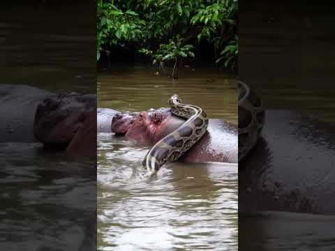 🐍 Huge Anaconda vs Hippo - Amazon River😱