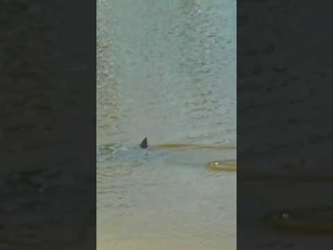 COPS CALLED on GIANT SHARK Found Stuck in FRESHWATER POND!