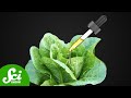 Growing Food in Darkness and Cloud Computing