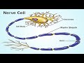 Myelin and Nervous System Functions
