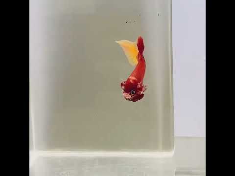 Aggressive betta || #shorts #shortvideo #beta