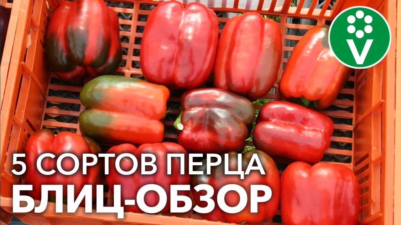 Экономим ваше время и деньги! Посейте эти сорта перца и других не понадобится!