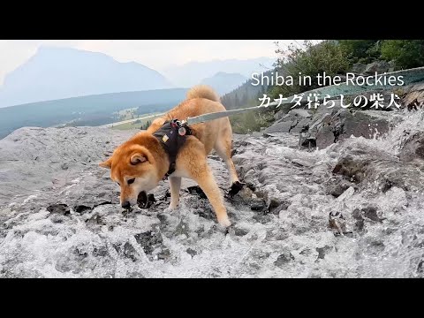 滝を見ると戦いを挑まずにはいられない柴犬ソラ ww [4K]